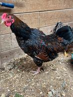 Wyandotte haan, Dieren en Toebehoren