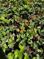 Aardbeien- en Frambozenplanten te koop!, Ophalen of Verzenden, Minder dan 100 cm