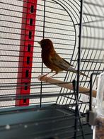 Mooie unieke kanarie, Dieren en Toebehoren, Vogels | Kanaries