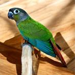 Laatste Molina/ Pyrrhura-parkiet EAM, Dieren en Toebehoren, Geslacht onbekend, Papegaai, Geringd