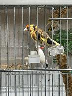 Couple de Chardonneret, jaune élégant, Dieren en Toebehoren, Mannelijk