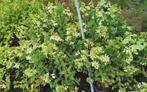 Hydrangea vanille  fraise en pink diamond, Tuin en Terras, Ophalen of Verzenden