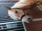 Zeer brave jaarling haflinger hengst, Dieren en Toebehoren