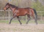 Halve stal gezocht, Dieren en Toebehoren, Paarden, Merrie, 160 tot 165 cm, Recreatiepaard, 11 jaar of ouder