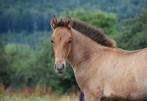 Bruin PRE hengstenveulen, Niet van toepassing, Dressuurpaard, 0 tot 2 jaar, Hengst