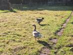 Kopel ganzen 3 jaar, Dieren en Toebehoren