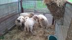 4 jonge ooien, Dieren en Toebehoren, Schapen, Geiten en Varkens, Vrouwelijk, Schaap, 0 tot 2 jaar
