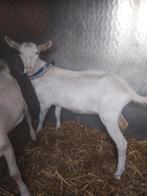 Witte geiten bokjes, Dieren en Toebehoren, Schapen, Geiten en Varkens