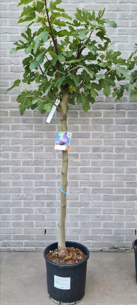 Vijgenboom - Ficus Carica 'Brogiotto Nero', Tuin en Terras, Planten | Fruitbomen, Vijgenboom, Ophalen