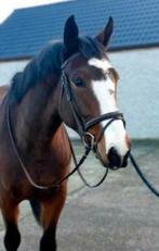 Verzorgpaard aangeboden, Dieren en Toebehoren, Paarden, Merrie, B, Recreatiepaard, 170 tot 175 cm