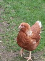 Jonge bruine legkippen, Dieren en Toebehoren, Pluimvee