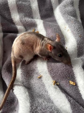 Naaktratten rittens 4 mannen. Aparte kleuren beschikbaar beschikbaar voor biedingen