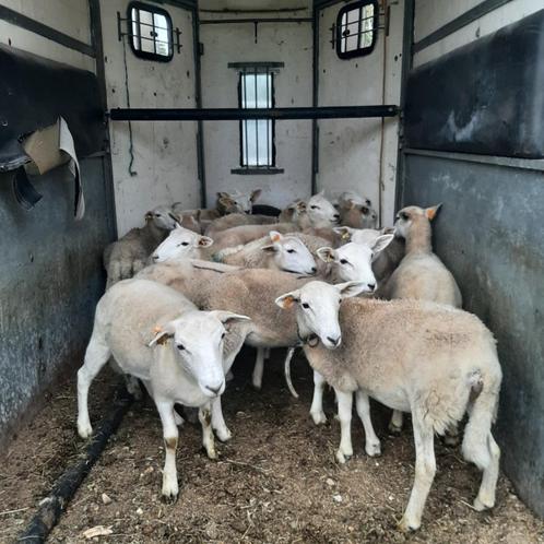 easy care ooilammeren, Dieren en Toebehoren, Schapen, Geiten en Varkens, Schaap, Vrouwelijk, 0 tot 2 jaar