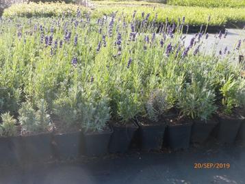 Lavande pour haie beschikbaar voor biedingen