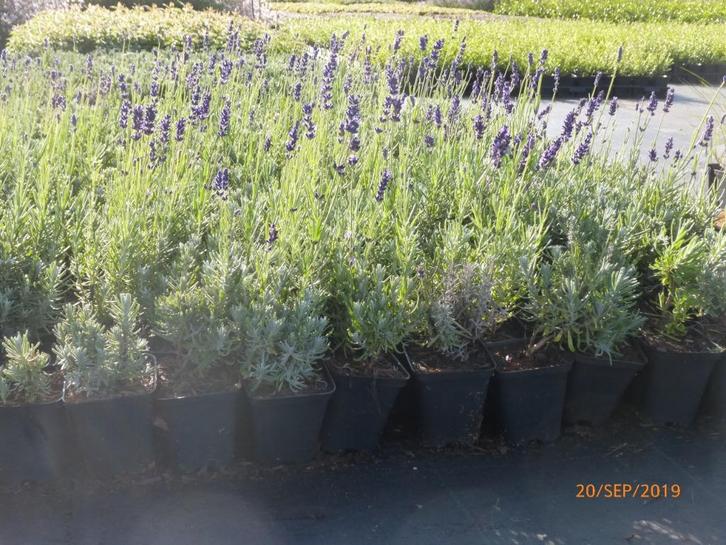 Lavande pour haie, Tuin en Terras, Planten | Struiken en Hagen, Haag, Ophalen
