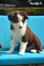 Tricolor Chocolat Border Collie pupje, Dieren en Toebehoren, België, CDV (hondenziekte), 8 tot 15 weken, Collie