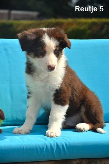 Tricolor Chocolat Border Collie pupje beschikbaar voor biedingen