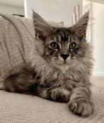 XXL Maine Coon kittens beschikbaar, Meerdere dieren, Gechipt, 0 tot 2 jaar