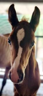 Ermitelle Ibla (ERMITAGE KALONE x UP TO DATE) 2025 Mare, Dieren en Toebehoren, Paarden, Merrie, Niet van toepassing, Springpaard