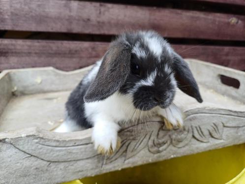 Nederlandse dwerghangoor mini nhd, Dieren en Toebehoren, Konijnen, Dwerg, Hangoor