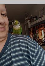 250€ pyrhuura grune, Dieren en Toebehoren, Vogels | Parkieten en Papegaaien