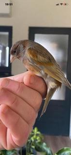 Kruising f1 kapoetsensijs  hybride roodfactor, Mâle, Oiseau chanteur sauvage, Bagué