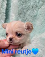 Prachtige langharige chihuahua pups, 8 à 15 semaines, Plusieurs, Éleveur | Loisir, Chihuahua
