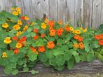 oost Indische Kers, Tuin en Terras, Planten | Tuinplanten, Ophalen