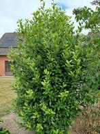 Struikvorm Laurier nobilis uit volle grond, Ophalen, Laurier
