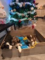 Super lieve actieve Border Collie pups, 8 à 15 semaines, Colley, Plusieurs, Éleveur | Loisir