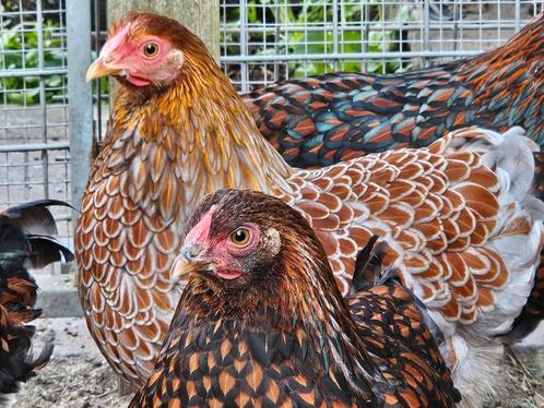 Wyandotte kriel hennen, Dieren en Toebehoren, Pluimvee