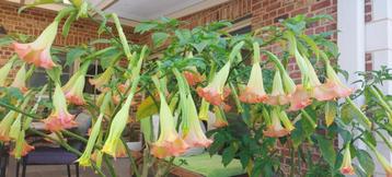 Jeunes plants Brugmansia (la trompette de l'ange)