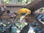 Te koop kanarie, Dieren en Toebehoren, Vogels | Kanaries, Mannelijk, Kleurkanarie