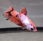 Betta vrouw orange candy, Dieren en Toebehoren