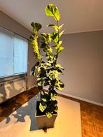 Vioolblad plant (Ficus lyrata) “tabaksplant”, Ophalen