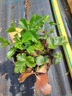 Waldsteinia ternata, Tuin en Terras, Planten | Tuinplanten, Ophalen