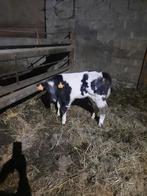 Dikbil stierkalf, Dieren en Toebehoren, Runderen, Mannelijk, 0 tot 2 jaar