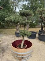 Olijfboom ponpon, Tuin en Terras, Planten | Bomen, Volle zon, Ophalen of Verzenden, 100 tot 250 cm, Olijfboom
