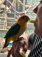 Caïques tête de rouille eam, Dieren en Toebehoren, Vogels | Parkieten en Papegaaien, Meerdere dieren, Papegaai, Geringd