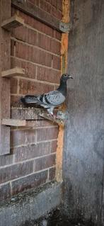 Duiven te koop, Dieren en Toebehoren