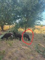 Agnelle 1 ans, Dieren en Toebehoren