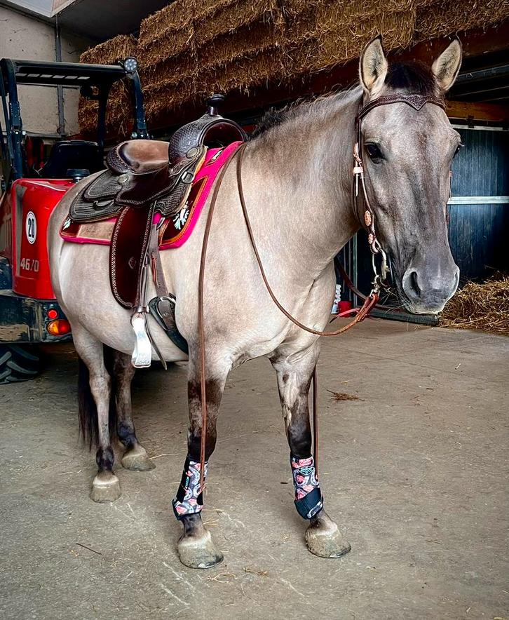 Goed gereden Konik merrie, Dieren en Toebehoren, Paarden, Merrie