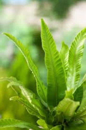 Asplenium Scolopendrium beschikbaar voor biedingen