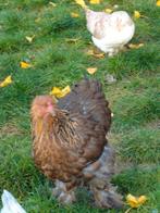 Brahma hen, Dieren en Toebehoren, Pluimvee