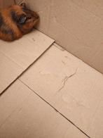 Cavia's, Dieren en Toebehoren, Knaagdieren, Juni, Mannelijk, Cavia