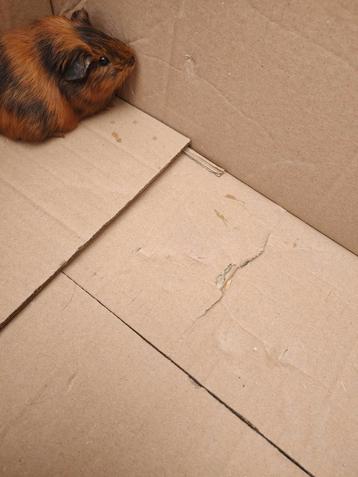Cavia's, Juin, Mâle, Cobaye