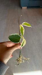 Hoya krimson queen stekje, Huis en Inrichting, Kamerplanten, Ophalen of Verzenden