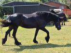 Friese stermerrie, Dieren en Toebehoren, Paarden, Merrie, Gechipt, 11 jaar of ouder