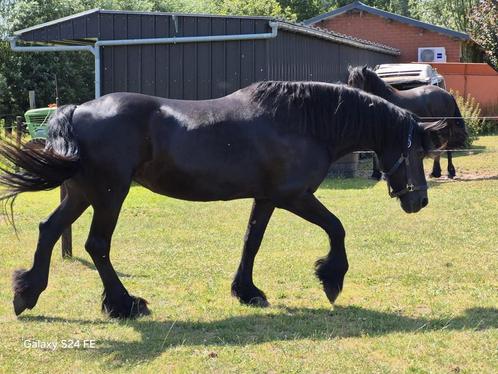 Friese stermerrie, Dieren en Toebehoren, Paarden, Merrie, 11 jaar of ouder, Met stamboom, Gechipt, Ontwormd, Ingeënt