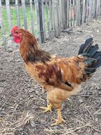 Haan (2025), Dieren en Toebehoren, Pluimvee